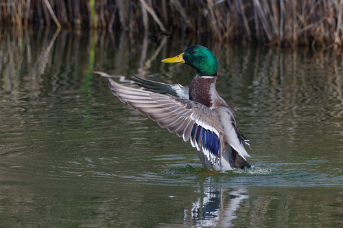 Canard colvert.jpg